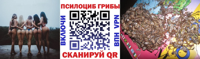 дарнет шоп  Апрелевка  Псилоцибиновые грибы Psilocybe 